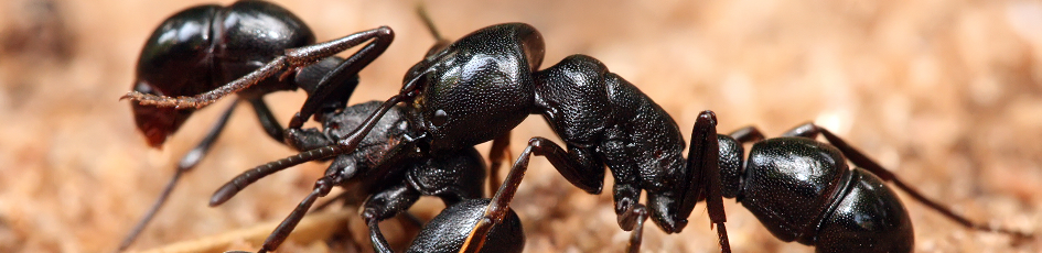 Pest control ants