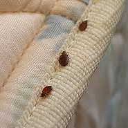Controlling Bedbugs