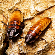 Controlling cockroaches