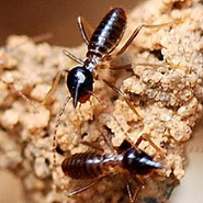 Controlling Termites